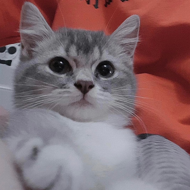 Tạp hoá của Thỏ