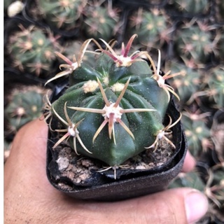 Xương rồng móc câu