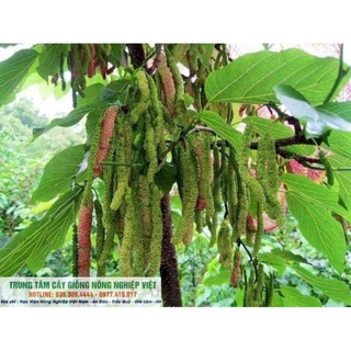 Cây Giống Dâu Quả Siêu Dài