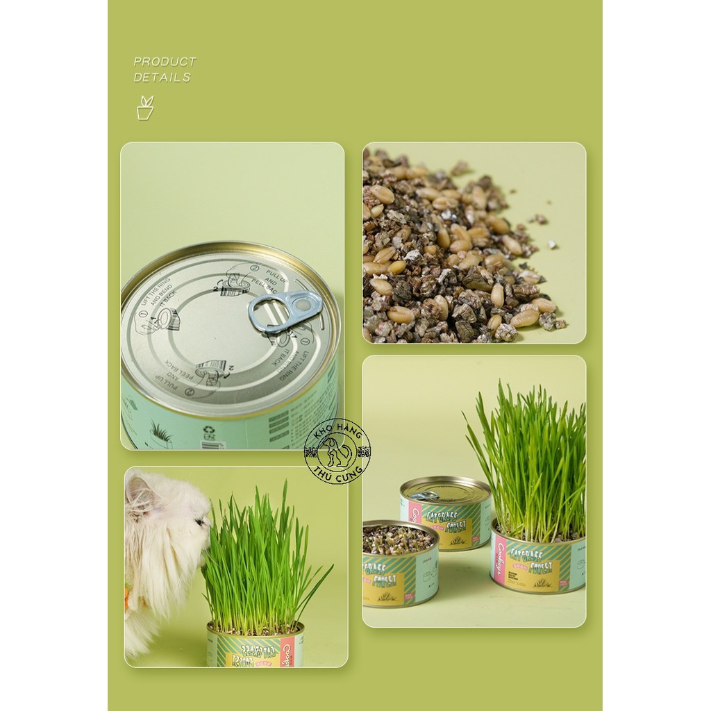 CỎ LÚA MÌ tự trồng tại nhà dễ dàng- BỔ SUNG DINH DƯỠNG chất xơ CHO MÈO