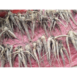 hạt giống Sâm Bố Chính