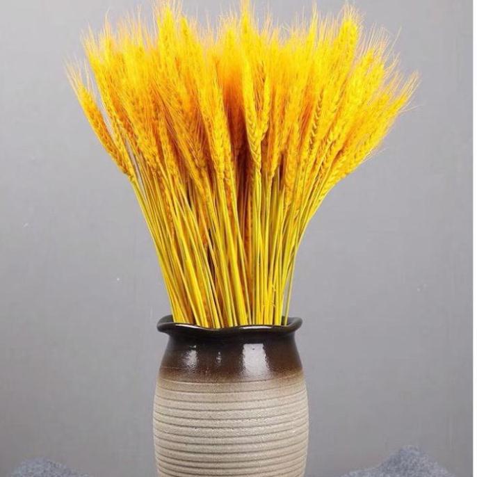 100 Bông lúa mạch vàng loại VIP 1 chụp ảnh hoặc trang trí nhà cửa, Bông Lúa Mạch Khô Decor Trang Trí - Tài Lộc