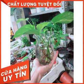 Chậu Trầu Bà Thủy Sinh