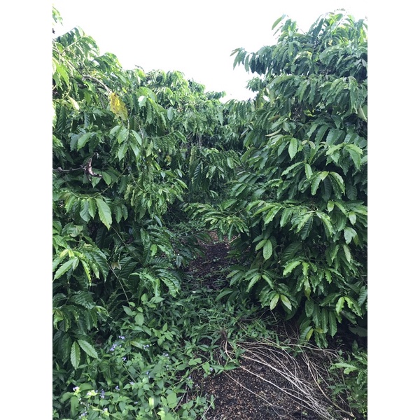 Combo 3kg cà phê nguyên chất rang mộc Chậm Coffee – Yêu Thương 250g | BigBuy360 - bigbuy360.vn