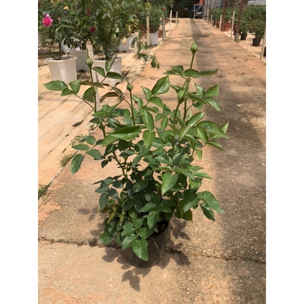 Cây hoa hồng bụi màu hồng nhạt Miranda, cây nguyên chậu cao 50-60cm. thienan22916