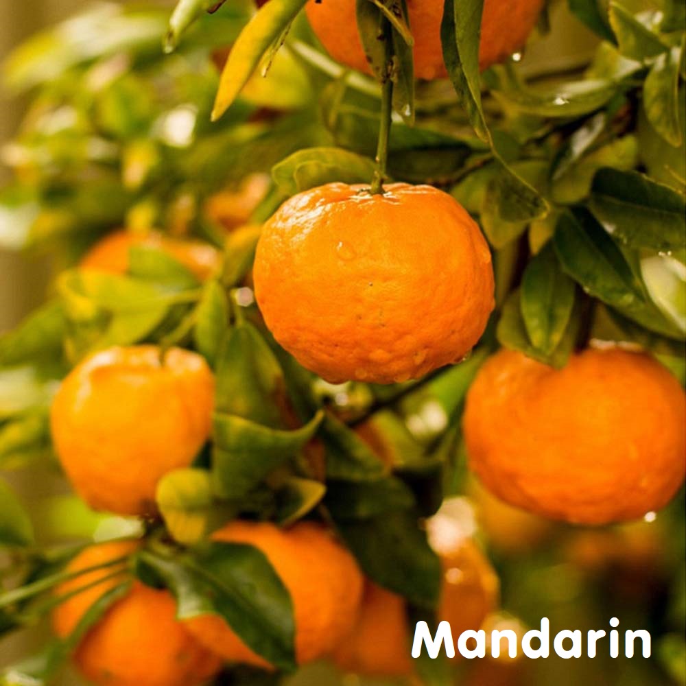 Tinh dầu quýt Mandarin Essential Oil