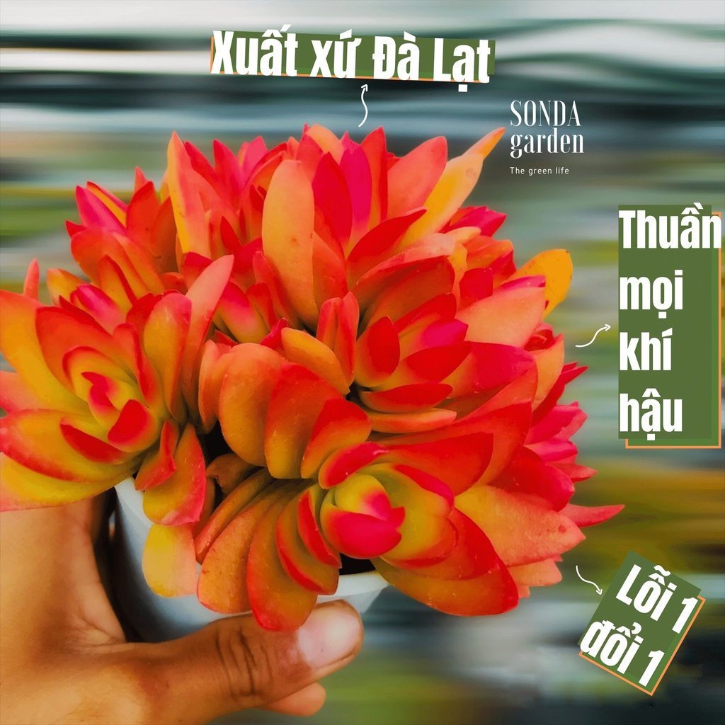 Sen đá tứ phương SONDA GARDEN size trung bình 10-12cm, xuất xứ Đà Lạt, khoẻ đẹp, lỗi 1 đổi 1