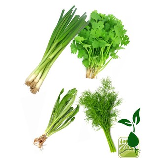 Combo Các Loại Rau Gia Vị (Hành Lá, Ngò Rí, Thì Là, Ngò Gai)