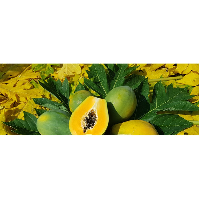 HẠT ĐU ĐỦ SIÊU LÙN RUỘT VÀNG F1 SINTA - GÓI 10 HẠT