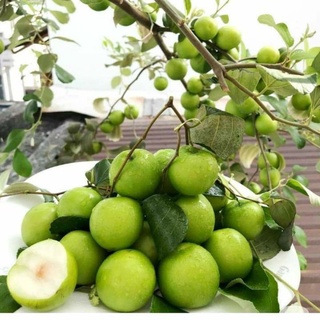 Cây táo thái lùn cho trái siêu sớm.