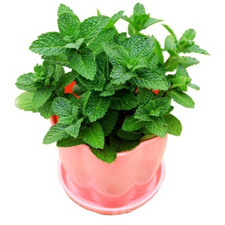 Bốn mùa hạt giống bạc hà catnip 100h
