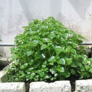 Hạt giống rau càng cua - 1 gói 0,5gram - hgt