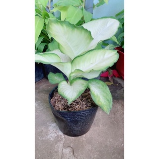 Cây Thiên Hoàng