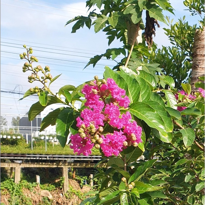 Bằng Lăng Thái