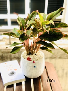 Chậu phú quý