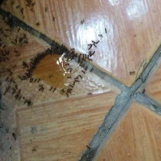 Thuốc diệt kiến gián tận gốc