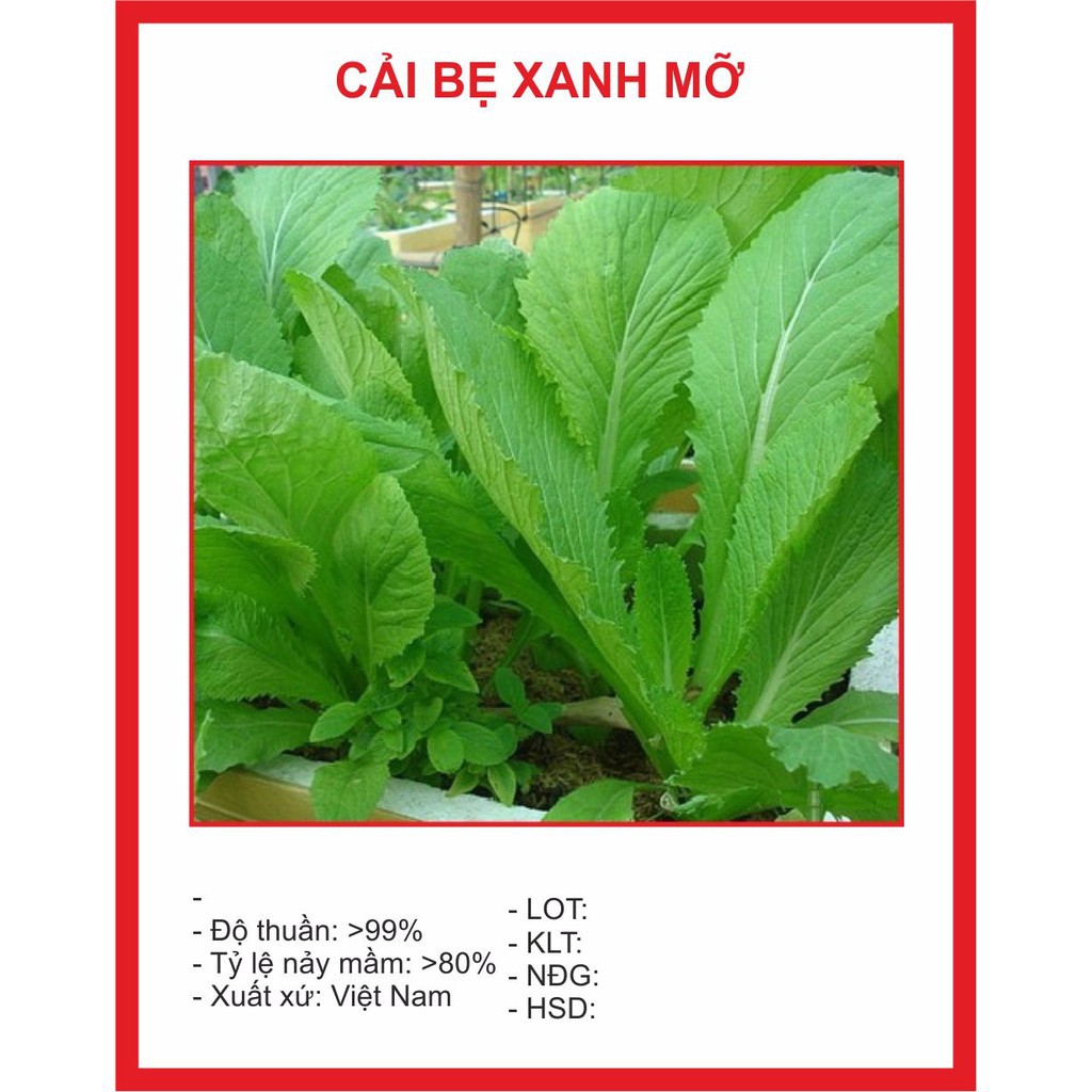 ( BOK GARDEN ) HẠT GIỐNG CẢI BẸ XANH MỠ 20GR