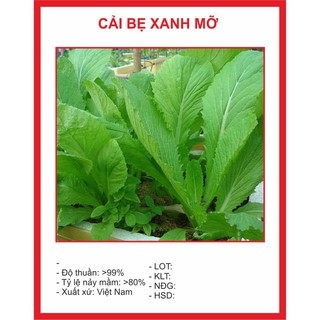 Hạt giống cải bẹ xanh mỡ 20gr