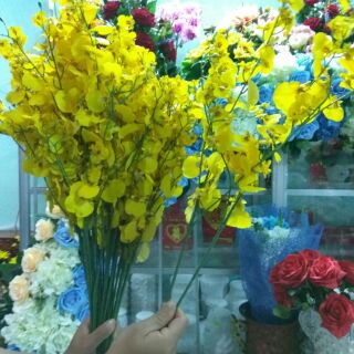 Lan Vũ Nữ cao cấp giống thật 100%