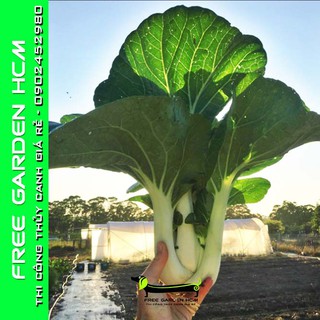 COMBO 100 HẠT GIỐNG CẢI JOI CHOI - JOHNNYSEEDS