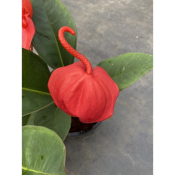Chậu cứng Hồng môn thiên nga