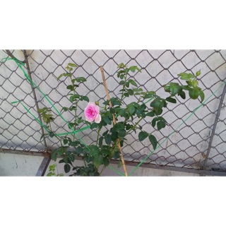 Hồng Leo Mon couer sai bông hàng chiết chuẩn Size trung 180k