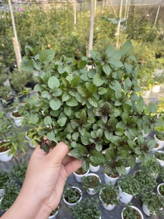 BẠC HÀ CHOCOMINT