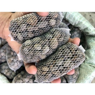 Phân dê đặt gốc lan