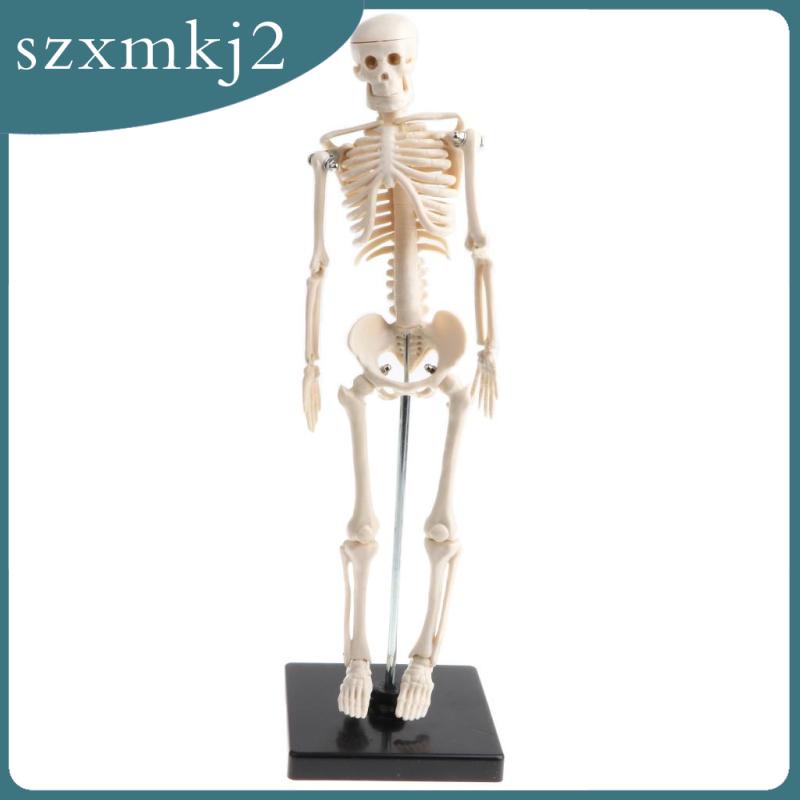 Mô Hình Xương Người Bằng PVC 42cm Zxmkj2