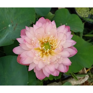 Củ sen Nhật cam