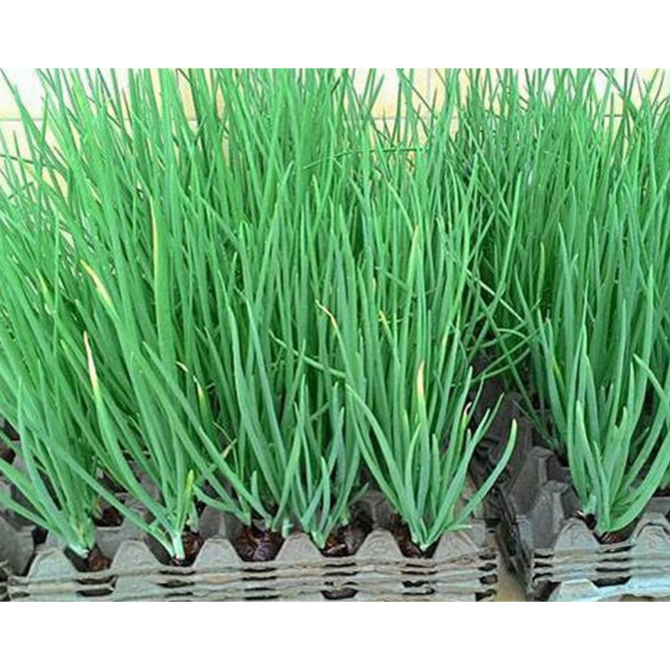 Hạt giống Hành lá