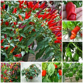 hạt giông ớt chỉ thiên 30 hạt