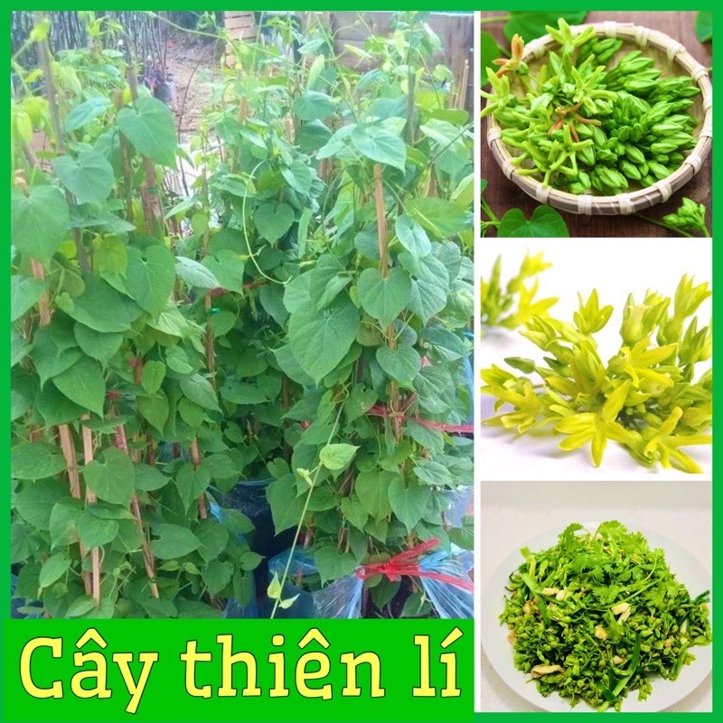 Cây thiên lí siêu hoa đã leo dài 40cm trồng 1 tháng ra hoa mua 5 cây tặng 1 cây(ảnh thật 2 hình cuối)