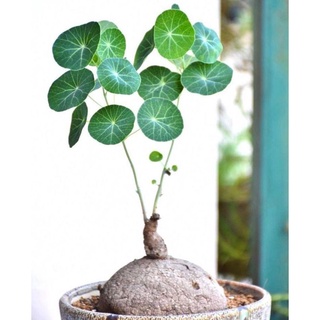 củ bình vôi💥💥 tài lộc may mắn🌺🌺🌺