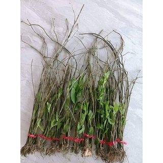 Hoa Lan đột biến hạc vỹ(1 bó hình cuối)