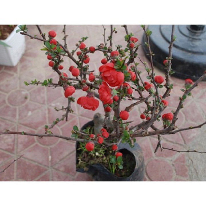 Mai Đỏ bonsai TỨ QUÝ siêu lùn siêu hoa siêu nụ chơi tết 2021