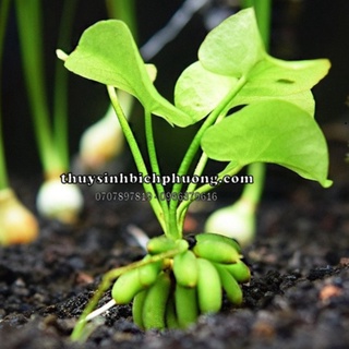 CÂY TRANG CHUỐI THUỶ SINH SIÊU CƯNG DỄ CHĂM SÓC TRONG HỒ THỦY SINH