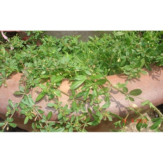 Hạt giống rau đắng đất - (Gói 0.1gram)