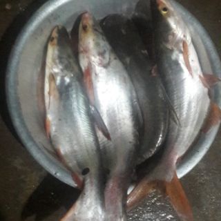 Mồi thuốc cá lăng cá da trơn 500gam