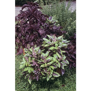Purple basil / cây húng tây (quế tây) tím
