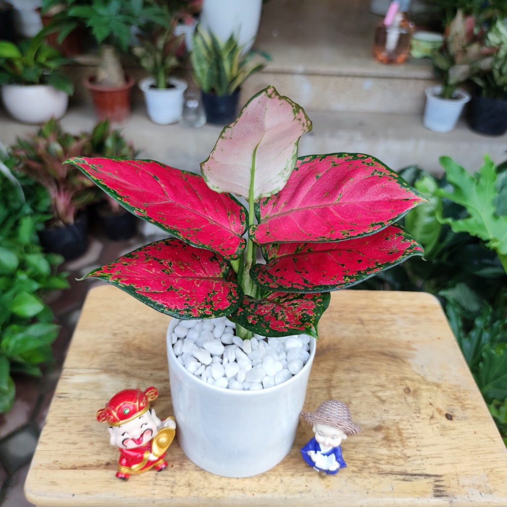 COMBO 3 CÂY , cây kim tiền ,cây vạn lộc đỏ , cây kim ngân để bàn chậu sứ trắng cực sinh