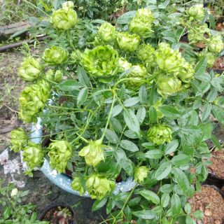 Cây giống hoa hồng ngoại