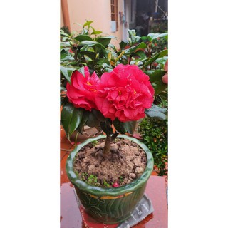 Trà My Cổ 🌸FREESHIP🌸 BẠCH TRÀ - CUNG ĐÌNH HỒNG - THÂM BÁT DIỆN  [ Cây Giống  ]
