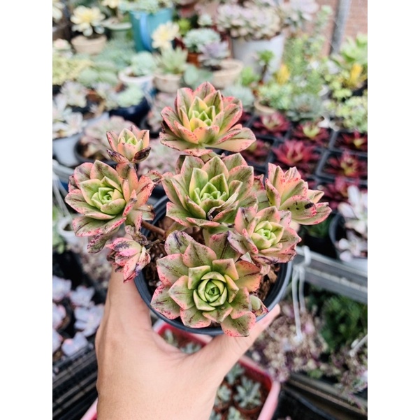 Sen đá Trà Var or Aeonium Green Tea