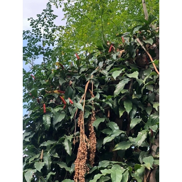 CÂY TIÊU LỐT (