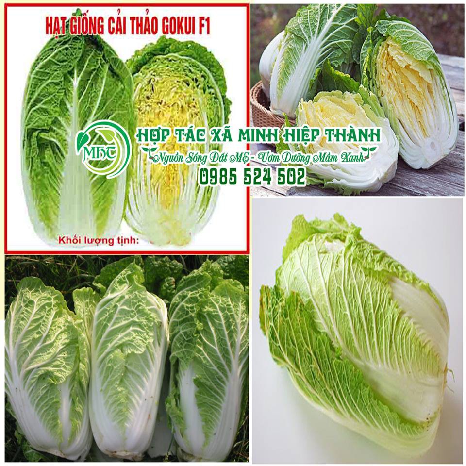 Hạt giống rau cải thảo