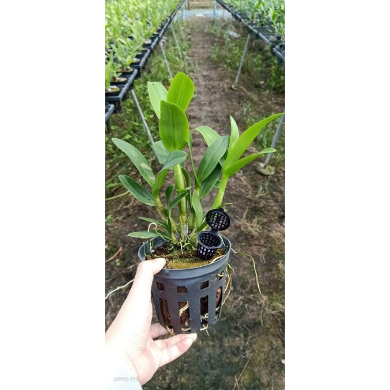 Hoa lan denro hoa hồng đỏ - cây lớn