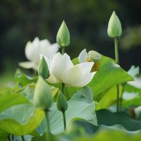 Hạt giống hoa sen việt nam