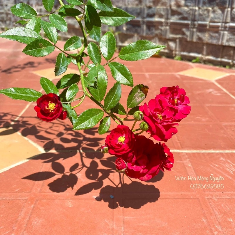 Hoa hồng leo Red Fairy Rose - siêu nụ, hoa chùm, dễ trồng
