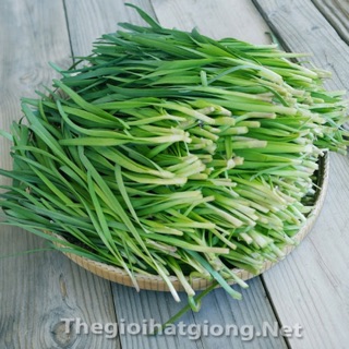 Hạt giống Hẹ ta F1
